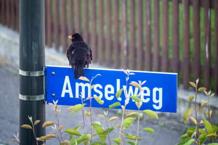 Amselweg